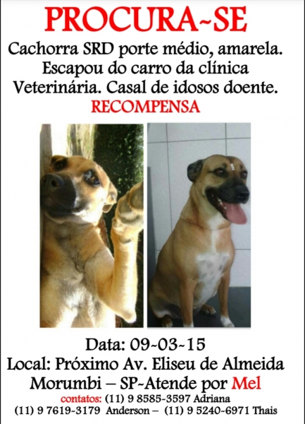 CACHORRA PERDIDA PROCURA-SE MEL — foto 2