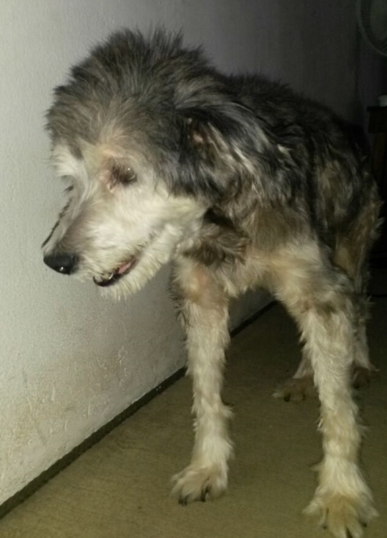 PROCURA-SE CACHORRA PERDIDA — foto 2