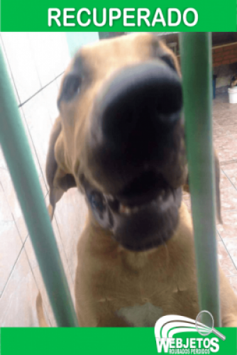 Cadela perdida em Itaquera São Paulo