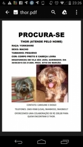 CACHORRO PERDIDO PROCURA-SE THOR