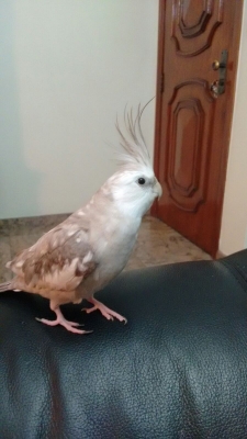 RECUPERADO - Calopsita Cara Branca perdida - Chácara Santo Antônio — foto 2