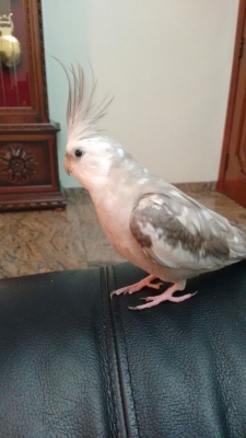 RECUPERADO - Calopsita Cara Branca perdida - Chácara Santo Antônio — foto 3