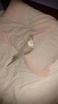 RECUPERADO - Calopsita Cara Branca perdida - Chácara Santo Antônio — foto 4