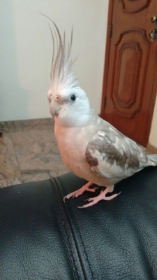 RECUPERADO - Calopsita Cara Branca perdida - Chácara Santo Antônio — foto 5