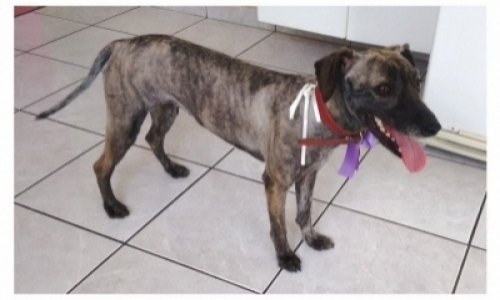 Cachorro perdido na Cidade Líder SP