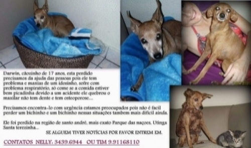 Cachorro perdido Darwin pinscher em Santo André