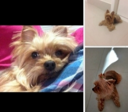 Cachorrinha Perdida em Campo Grande SP