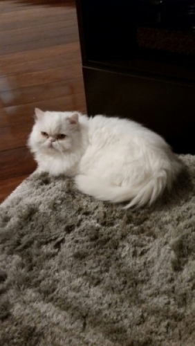 GATO PERSA BRANCO FUGIU EM ALPHAVILLE SP