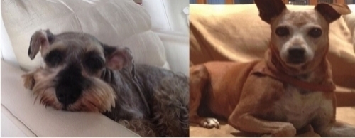 ROUBO de DOIS CACHORROS. 1 Schinauzer e 1 vira lata marrom