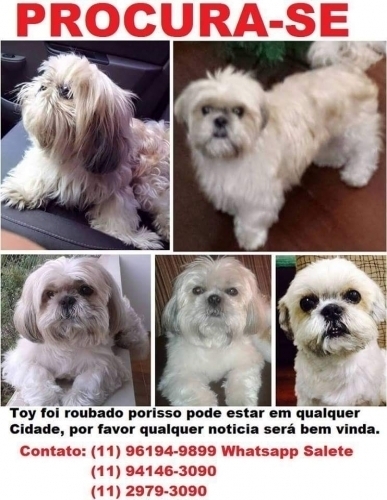 Roubo de cachorro em Santana - SP