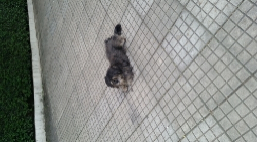 Encontrado Cachorro macho preto Lhasa ou Shih-Tzu